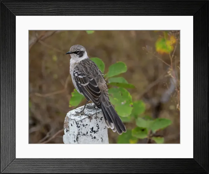 Framed Print : Adult Galapagos mockingbird (Mimus parvulus), in Urbina Bay, Isabela Island, Galapagos Islands, UNESCO World Heritage Site, Ecuador, South America Framed Print : Adult Galapagos mockingbird (Mimus parvulus), in Urbina Bay, Isabela Island, Galapagos Islands, UNESCO World Heritage Site, Ecuador, South America
