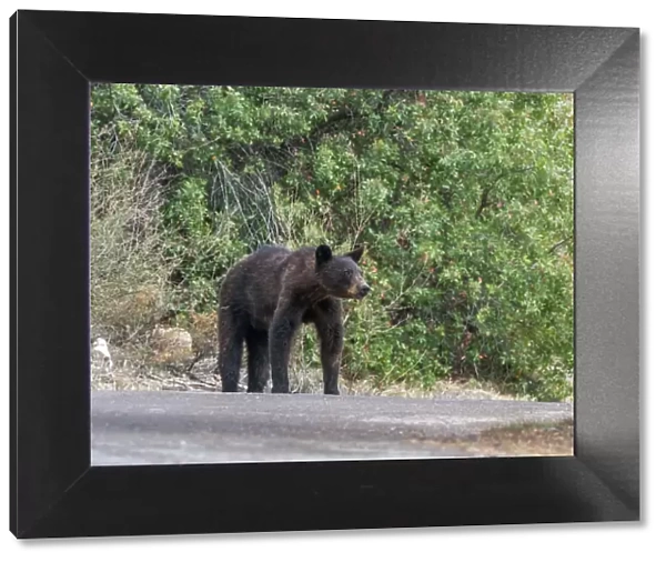 An adult female American black bear (Ursus americanus), Big Bend National Park, Texas, United States of America, North America