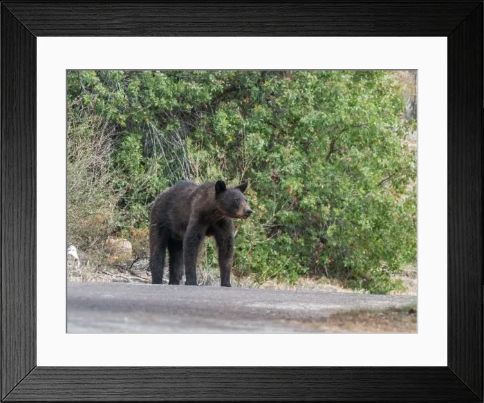 Framed Print : An adult female American black bear (Ursus americanus), Big Bend National Park, Texas, United States of America, North America Framed Print : An adult female American black bear (Ursus americanus), Big Bend National Park, Texas, United States of America, North America
