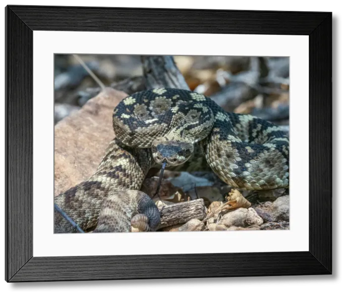 Framed Print : An adult Eastern black-tailed rattlesnake (Crotalus ornatus), Big Bend National Park, Texas, United States of America, North America Framed Print : An adult Eastern black-tailed rattlesnake (Crotalus ornatus), Big Bend National Park, Texas, United States of America, North America