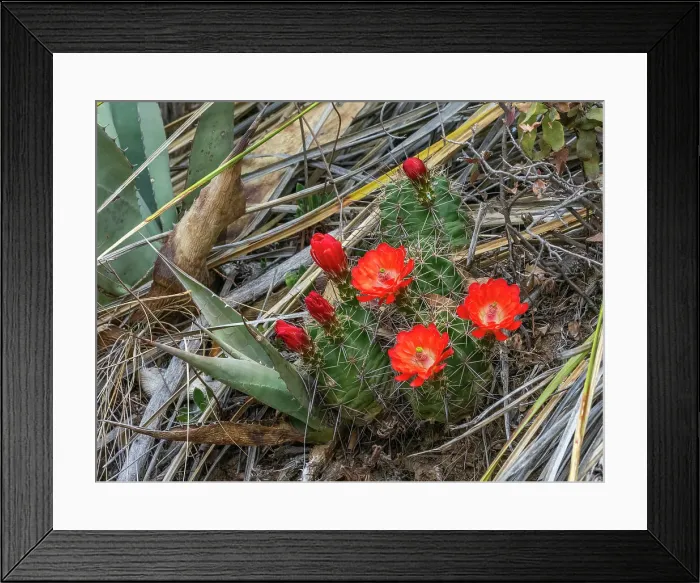 Framed Print : A flowering scarlet hedgehog cactus (Echinocereus coccineus), Big Bend National Park, Texas, United States of America, North America Framed Print : A flowering scarlet hedgehog cactus (Echinocereus coccineus), Big Bend National Park, Texas, United States of America, North America