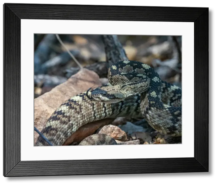 Framed Print : An adult Eastern black-tailed rattlesnake (Crotalus ornatus), Big Bend National Park, Texas, United States of America, North America