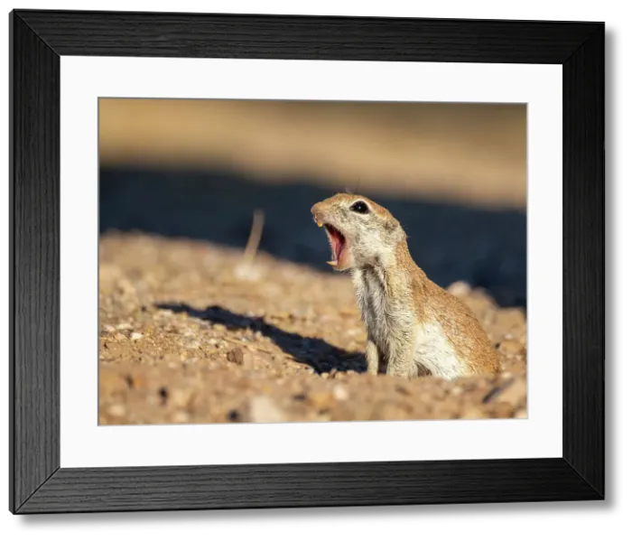 Framed Print : Round-tailed ground squirrel (Xerospermophilus tereticaudus), Brandi Fenton Park, Tucson, Arizona, United States of America, North America Framed Print : Round-tailed ground squirrel (Xerospermophilus tereticaudus), Brandi Fenton Park, Tucson, Arizona, United States of America, North America