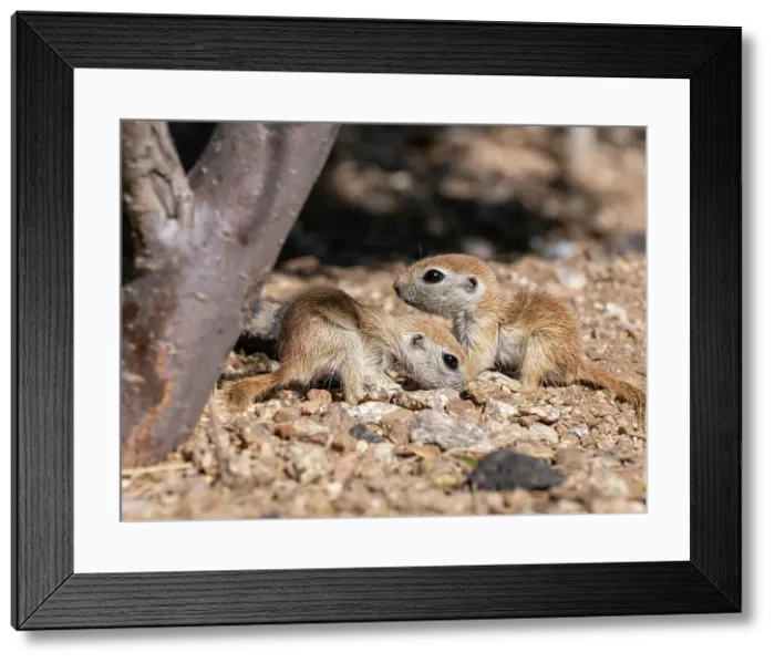 Framed Print : Round-tailed ground squirrels (Xerospermophilus tereticaudus), Brandi Fenton Park, Tucson, Arizona, United States of America, North America Framed Print : Round-tailed ground squirrels (Xerospermophilus tereticaudus), Brandi Fenton Park, Tucson, Arizona, United States of America, North America