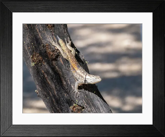 Framed Print : An adult desert spiny lizard (Sceloporus magister), Brandi Fenton Park, Tucson, Arizona, United States of America, North America Framed Print : An adult desert spiny lizard (Sceloporus magister), Brandi Fenton Park, Tucson, Arizona, United States of America, North America