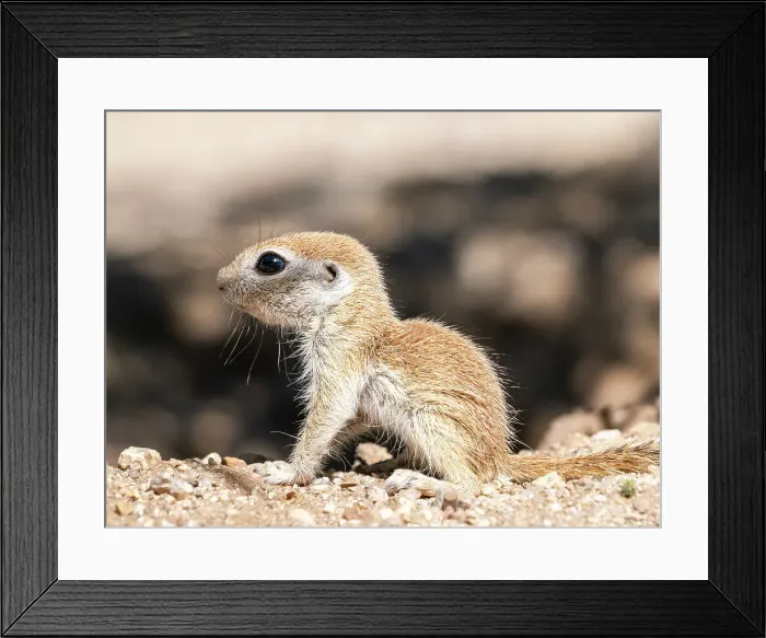 Framed Print : Round-tailed ground squirrel (Xerospermophilus tereticaudus), Brandi Fenton Park, Tucson, Arizona, United States of America, North America Framed Print : Round-tailed ground squirrel (Xerospermophilus tereticaudus), Brandi Fenton Park, Tucson, Arizona, United States of America, North America