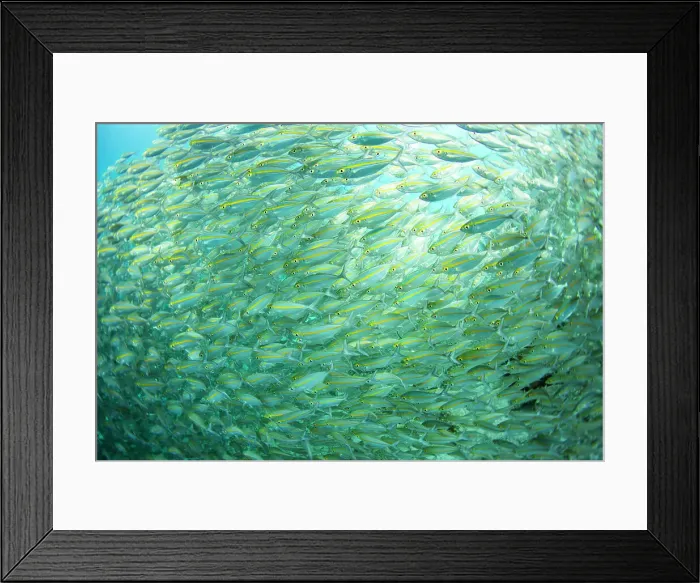 Framed Print : Adult bigeye snapper (Lutjanus lutjanus) schooling off Port Airboret, Raja Ampat, Indonesia, Southeast Asia, Asia Framed Print : Adult bigeye snapper (Lutjanus lutjanus) schooling off Port Airboret, Raja Ampat, Indonesia, Southeast Asia, Asia