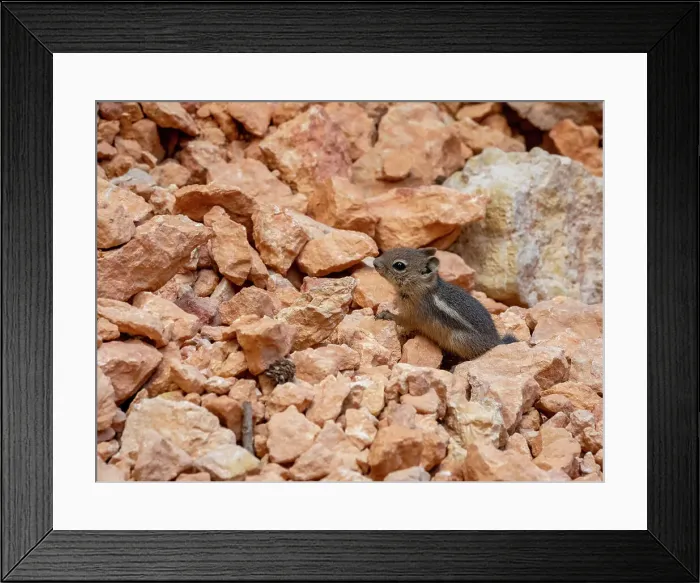 Framed Print : A young golden-mantled ground squirrel (Callospermophilus lateralis), in Bryce Canyon National Park, Utah, United States of America, North America Framed Print : A young golden-mantled ground squirrel (Callospermophilus lateralis), in Bryce Canyon National Park, Utah, United States of America, North America