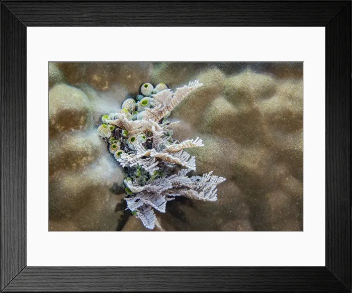 Framed Print : A colony of green barrel sea squirts (Didemnum molle), out over the reef off Bangka Island, Indonesia, Southeast Asia, Asia Framed Print : A colony of green barrel sea squirts (Didemnum molle), out over the reef off Bangka Island, Indonesia, Southeast Asia, Asia