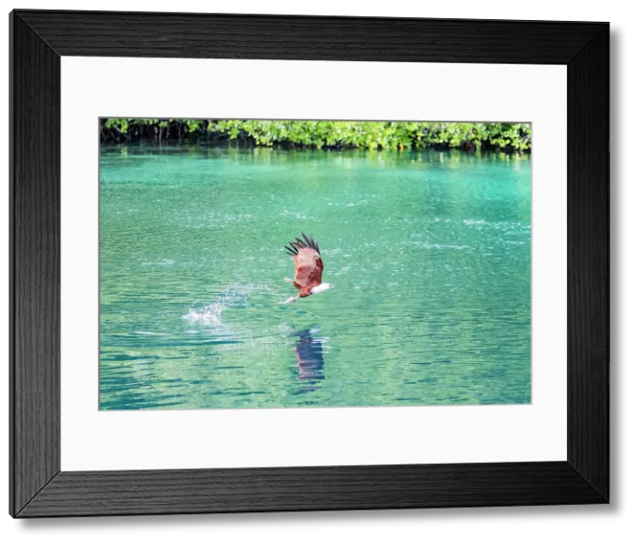 Framed Print : An adult Brahminy kite (Haliastur indus), catching fish on Batu Hatrim, Raja Ampat, Indonesia, Southeast Asia, Asia Framed Print : An adult Brahminy kite (Haliastur indus), catching fish on Batu Hatrim, Raja Ampat, Indonesia, Southeast Asia, Asia