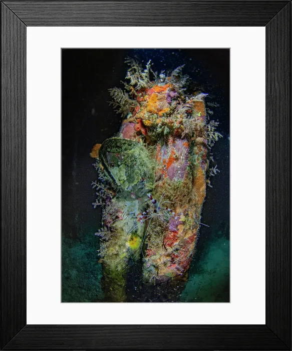Framed Print : An adult banded coral shrimp (Stenopus hispidus), on a night snorkel at Arborek Reef, Raja Ampat, Indonesia, Southeast Asia, Asia Framed Print : An adult banded coral shrimp (Stenopus hispidus), on a night snorkel at Arborek Reef, Raja Ampat, Indonesia, Southeast Asia, Asia