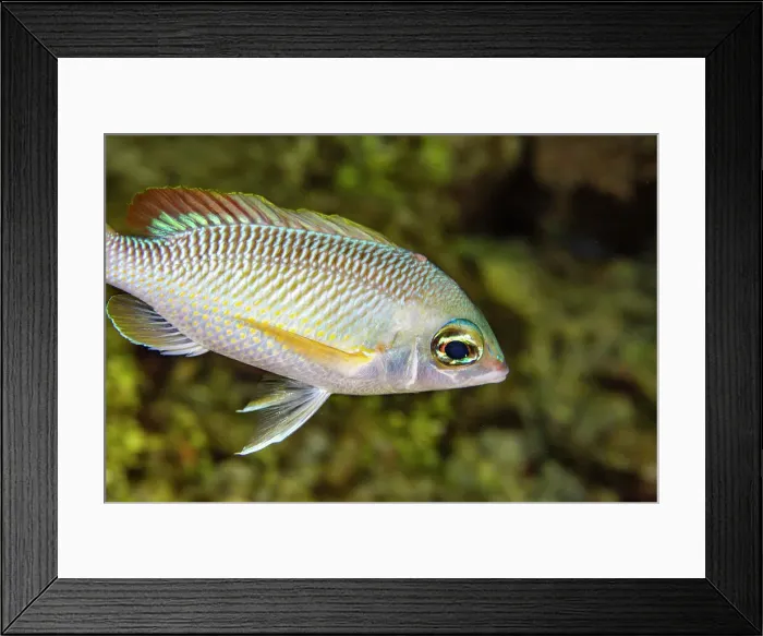 Framed Print : An adult pearly monocle bream (Scolopsis margaritifera), off Wohof Island at night, Raja Ampat, Indonesia, Southeast Asia, Asia Framed Print : An adult pearly monocle bream (Scolopsis margaritifera), off Wohof Island at night, Raja Ampat, Indonesia, Southeast Asia, Asia
