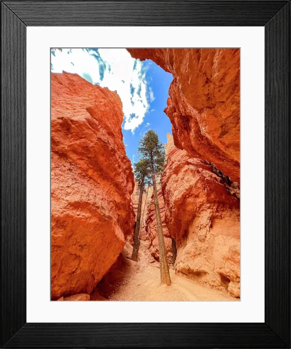 Framed Print : Huge trees growing in a slot canyon in Bryce Canyon National Park, Utah, United States of America, North America Framed Print : Huge trees growing in a slot canyon in Bryce Canyon National Park, Utah, United States of America, North America