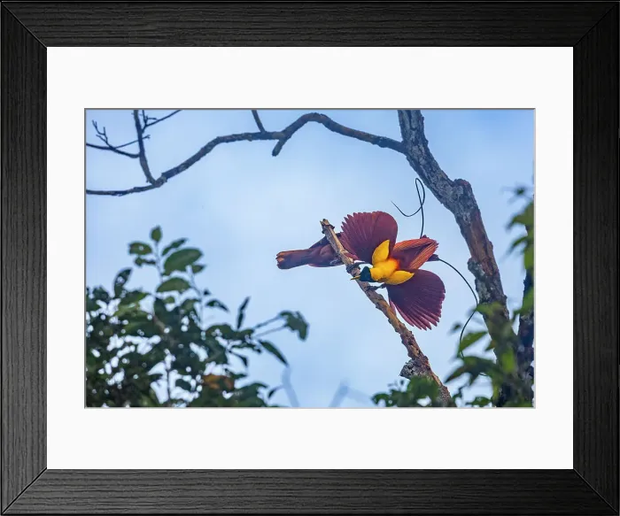 Framed Print : A pair of adult red birds-of-paradise (Paradisaea rubra), in courtship display on Gam Island, Raja Ampat, Indonesia, Southeast Asia, Asia Framed Print : A pair of adult red birds-of-paradise (Paradisaea rubra), in courtship display on Gam Island, Raja Ampat, Indonesia, Southeast Asia, Asia