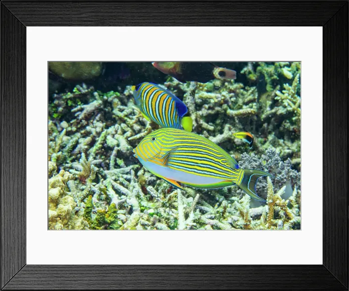 Framed Print : An adult striped surgeonfish (Acanthurus lineatus), on a night dive off Kri Island, Raja Ampat, Indonesia, Southeast Asia, Asia Framed Print : An adult striped surgeonfish (Acanthurus lineatus), on a night dive off Kri Island, Raja Ampat, Indonesia, Southeast Asia, Asia