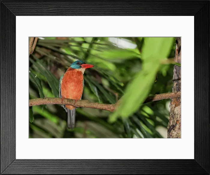 Framed Print : An adult stork-billed kingfisher (Pelargopsis capensis), perched in Tangkoko National Preserve on Sulawesi Island, Indonesia, Southeast Asia, Asia Framed Print : An adult stork-billed kingfisher (Pelargopsis capensis), perched in Tangkoko National Preserve on Sulawesi Island, Indonesia, Southeast Asia, Asia