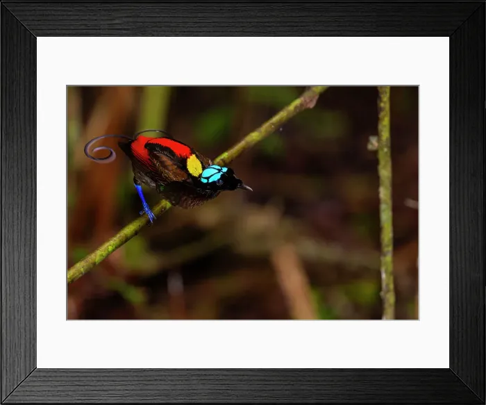 Framed Print : A male Wilson's bird-of-paradise (Cicinnurus respublica), in courtship display on Waigeo Island, Raja Ampat, Indonesia, Southeast Asia, Asia Framed Print : A male Wilson's bird-of-paradise (Cicinnurus respublica), in courtship display on Waigeo Island, Raja Ampat, Indonesia, Southeast Asia, Asia