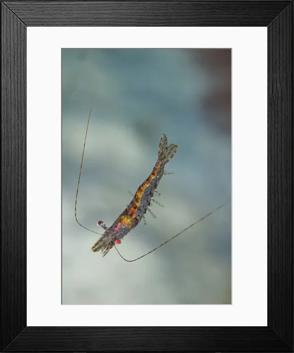 Framed Print : An adult red cherry shrimp (Neocaridina davidi), out over the reef off Wohof Island, Raja Ampat, Indonesia, Southeast Asia, Asia Framed Print : An adult red cherry shrimp (Neocaridina davidi), out over the reef off Wohof Island, Raja Ampat, Indonesia, Southeast Asia, Asia