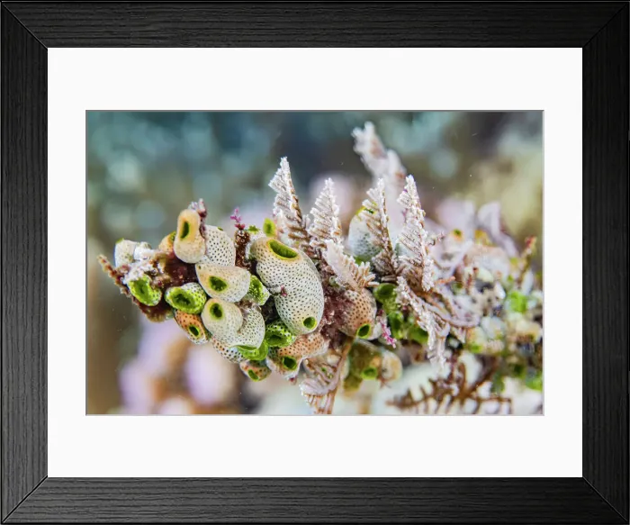 Framed Print : A colony of green barrel sea squirts (Didemnum molle), out over the reef off Bangka Island, Indonesia, Southeast Asia, Asia