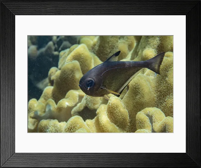 Framed Print : An adult Vanikoro sweeper (Pempheris vanicolensis), on the reef off Bangka Island, Indonesia, Southeast Asia, Asia Framed Print : An adult Vanikoro sweeper (Pempheris vanicolensis), on the reef off Bangka Island, Indonesia, Southeast Asia, Asia