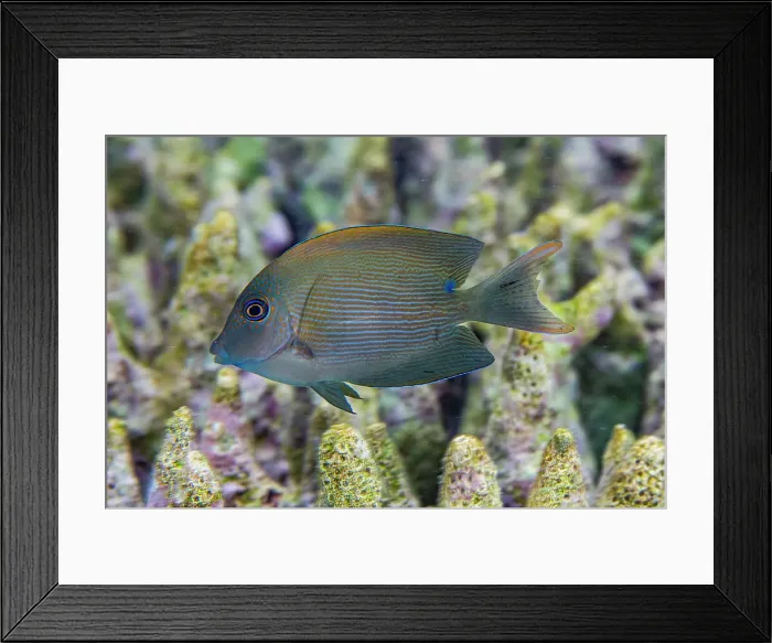 Framed Print : An adult lined bristletooth (Ctenochaetus striatus), off Kawe Island, Raja Ampat, Indonesia, Southeast Asia, Asia Framed Print : An adult lined bristletooth (Ctenochaetus striatus), off Kawe Island, Raja Ampat, Indonesia, Southeast Asia, Asia