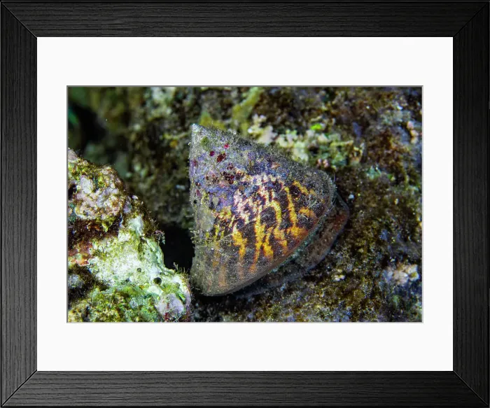 Framed Print : An adult commercial top shell (Rocha nilotica), on a night snorkel at Arborek Reef, Raja Ampat, Indonesia, Southeast Asia, Asia Framed Print : An adult commercial top shell (Rocha nilotica), on a night snorkel at Arborek Reef, Raja Ampat, Indonesia, Southeast Asia, Asia