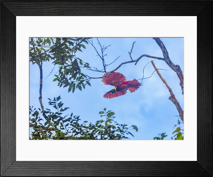 Framed Print : An adult male red bird-of-paradise (Paradisaea rubra), in flight on Gam Island, Raja Ampat, Indonesia, Southeast Asia, Asia Framed Print : An adult male red bird-of-paradise (Paradisaea rubra), in flight on Gam Island, Raja Ampat, Indonesia, Southeast Asia, Asia