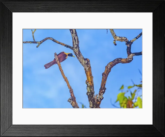 Framed Print : An adult female red bird-of-paradise (Paradisaea rubra), perched on Gam Island, Raja Ampat, Indonesia, Southeast Asia, Asia Framed Print : An adult female red bird-of-paradise (Paradisaea rubra), perched on Gam Island, Raja Ampat, Indonesia, Southeast Asia, Asia