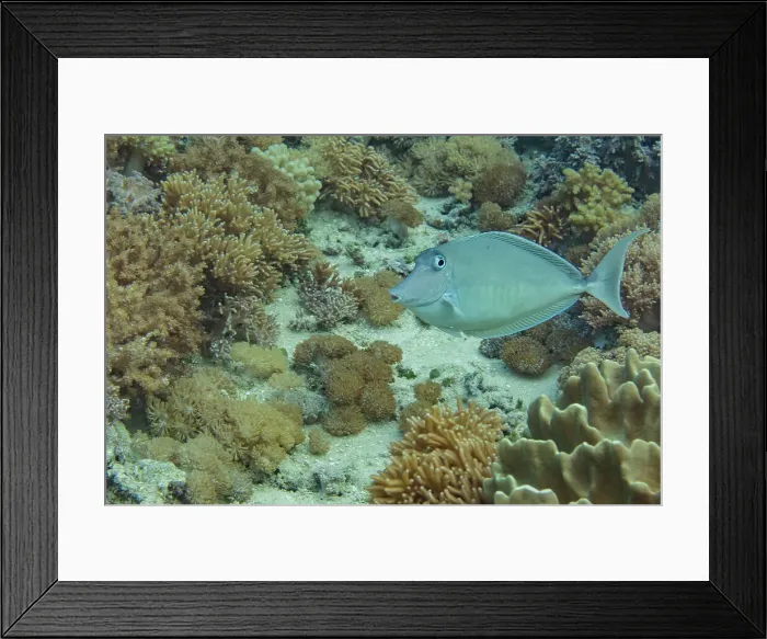 Framed Print : An adult humpback unicornfish (Naso brachycentron), out over the reef off Bangka Island, Indonesia, Southeast Asia, Asia Framed Print : An adult humpback unicornfish (Naso brachycentron), out over the reef off Bangka Island, Indonesia, Southeast Asia, Asia
