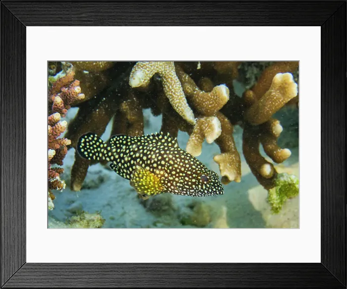 Framed Print : An adult specklefin grouper ( Epinephelus ongus, off Port Airboret, Raja Ampat, Indonesia, Southeast Asia, Asia) Framed Print : An adult specklefin grouper ( Epinephelus ongus, off Port Airboret, Raja Ampat, Indonesia, Southeast Asia, Asia)
