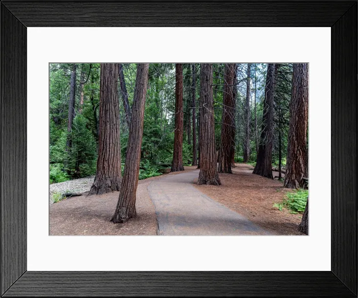 Framed Print : Sequoia trees in the Yosemite National Park, UNESCO World Heritage Site, California, United States of America, North America Framed Print : Sequoia trees in the Yosemite National Park, UNESCO World Heritage Site, California, United States of America, North America