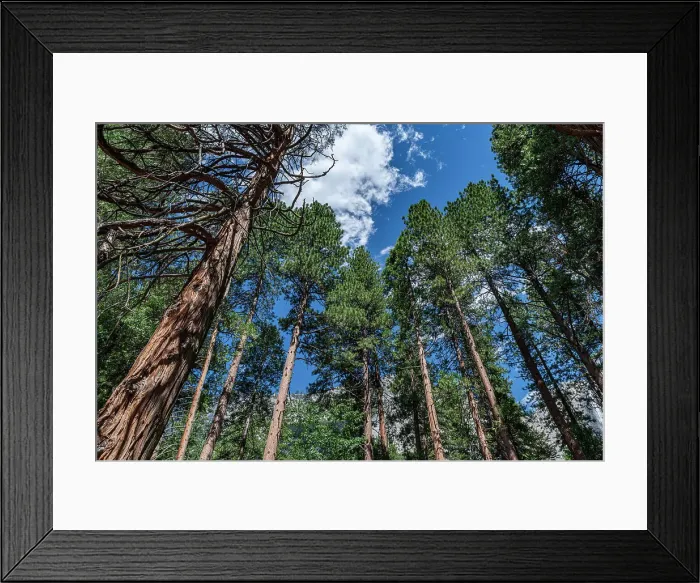 Framed Print : Sequoia trees in the Yosemite National Park, UNESCO World Heritage Site, California, United States of America, North America Framed Print : Sequoia trees in the Yosemite National Park, UNESCO World Heritage Site, California, United States of America, North America