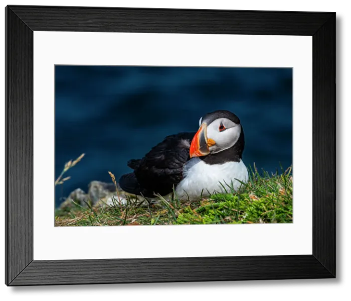 Framed Print : Close up of a Puffin, Puffin bird viewing site in Elliston, Bonavista Peninsula, Newfoundland, Canada, North America Framed Print : Close up of a Puffin, Puffin bird viewing site in Elliston, Bonavista Peninsula, Newfoundland, Canada, North America