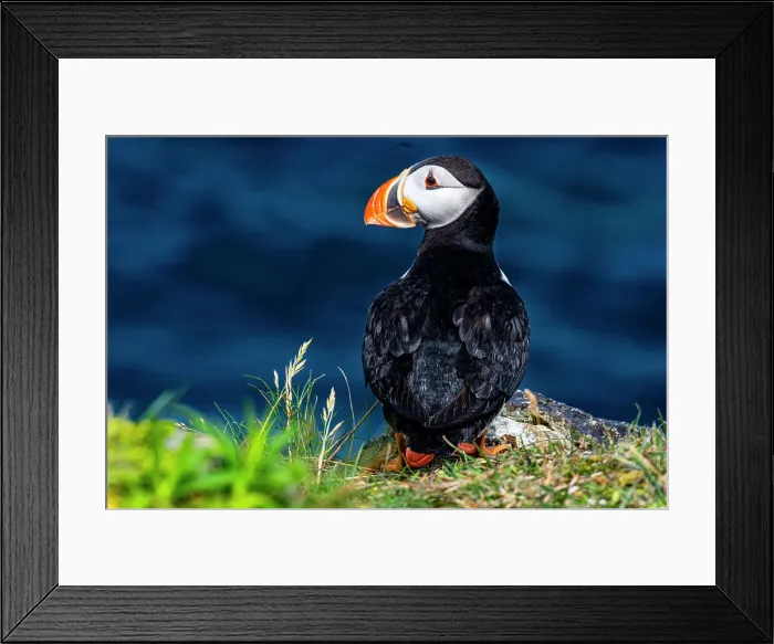 Framed Print : Close up of a Puffin, Puffin bird viewing site in Elliston, Bonavista Peninsula, Newfoundland, Canada, North America Framed Print : Close up of a Puffin, Puffin bird viewing site in Elliston, Bonavista Peninsula, Newfoundland, Canada, North America