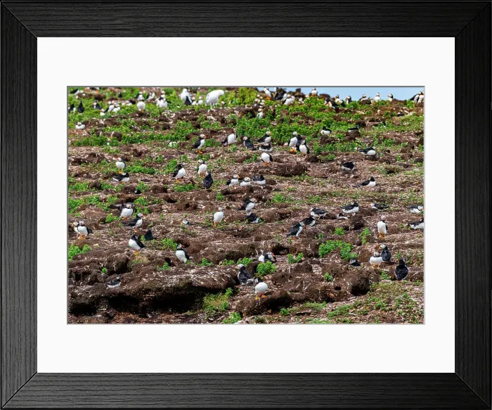 Framed Print : Close up of Puffins, Puffin bird viewing site in Elliston, Bonavista Peninsula, Newfoundland, Canada, North America Framed Print : Close up of Puffins, Puffin bird viewing site in Elliston, Bonavista Peninsula, Newfoundland, Canada, North America
