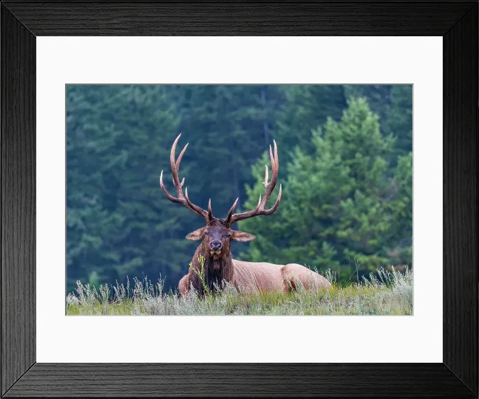 Framed Print : Huge deer, Jasper National Park, UNESCO World Heritage Site, Alberta, Canadian Rockies, Canada, North America Framed Print : Huge deer, Jasper National Park, UNESCO World Heritage Site, Alberta, Canadian Rockies, Canada, North America