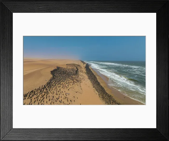 Framed Print : Aerial of massive numbers of Cormorants on the sand dunes along the Atlantic coast, Namibe (Namib) desert, Iona National Park, Namibe, Angola, Africa Framed Print : Aerial of massive numbers of Cormorants on the sand dunes along the Atlantic coast, Namibe (Namib) desert, Iona National Park, Namibe, Angola, Africa