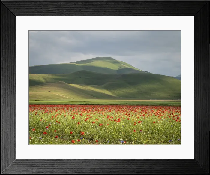 Framed Print : Flowering poppies on the Piano Grande, Monti Sibillini National Park, Castelluccio di Norcia, Perugia, Italy, Europe Framed Print : Flowering poppies on the Piano Grande, Monti Sibillini National Park, Castelluccio di Norcia, Perugia, Italy, Europe