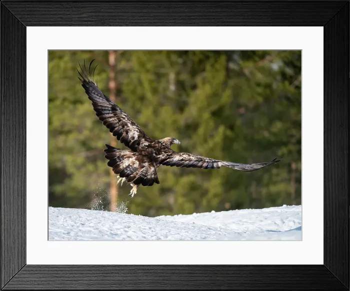 Framed Print : Golden eagle (Aquila chrysaetos) taking off, Finland, Europe Framed Print : Golden eagle (Aquila chrysaetos) taking off, Finland, Europe