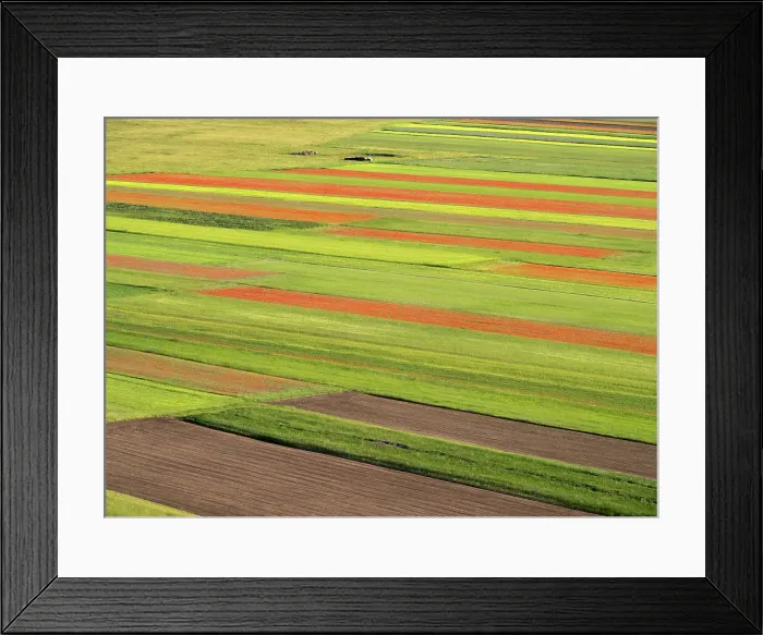 Framed Print : Blooming flowers and lentils on the Piano Grande, Monti Sibillini National Park, Castelluccio di Norcia, Perugia, Italy, Europe Framed Print : Blooming flowers and lentils on the Piano Grande, Monti Sibillini National Park, Castelluccio di Norcia, Perugia, Italy, Europe