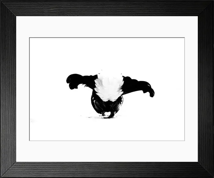 Framed Print : Black grouse (Tetrao tetrix) at lek, Finland, Europe Framed Print : Black grouse (Tetrao tetrix) at lek, Finland, Europe