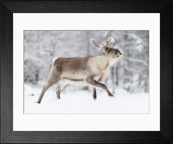 Framed Print : Reindeer in the snow, Finland, Europe