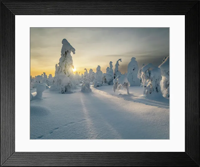 Framed Print : Frozen trees (Tykky) and mountain hare tracks on Kuntivaara Fell, Finland, Europe Framed Print : Frozen trees (Tykky) and mountain hare tracks on Kuntivaara Fell, Finland, Europe