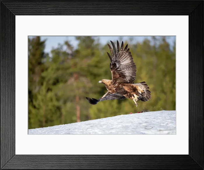 Framed Print : Golden eagle (Aquila chrysaetos) taking off, Finland, Europe Framed Print : Golden eagle (Aquila chrysaetos) taking off, Finland, Europe