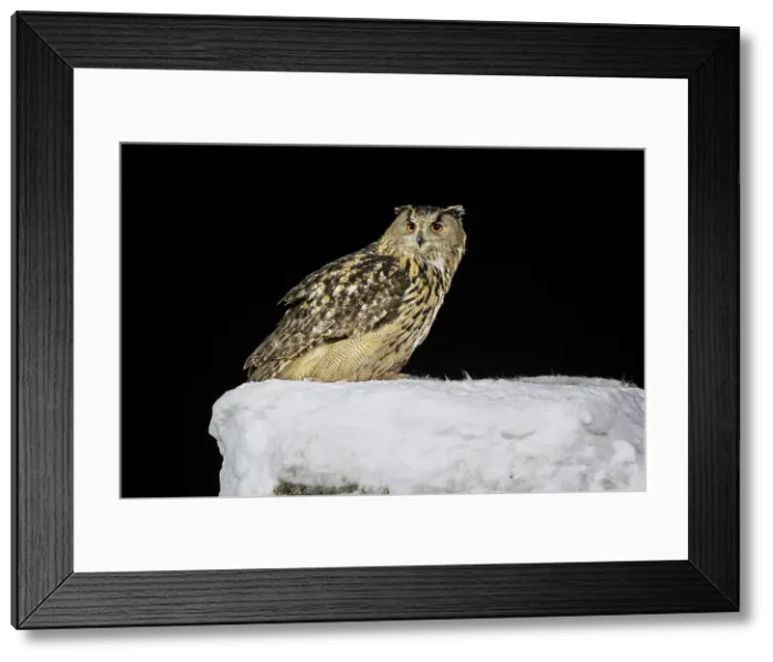 Framed Print : Eurasian eagle owl (Bubo bubo) on snow covered tree stump, Finland, Europe Framed Print : Eurasian eagle owl (Bubo bubo) on snow covered tree stump, Finland, Europe