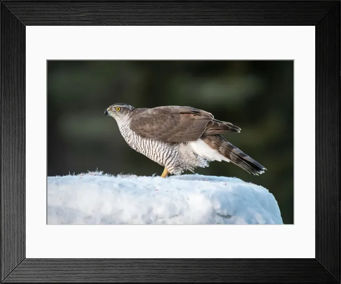Framed Print : Goshawk (Accipiter gentilis), female, Finland, Europe Framed Print : Goshawk (Accipiter gentilis), female, Finland, Europe