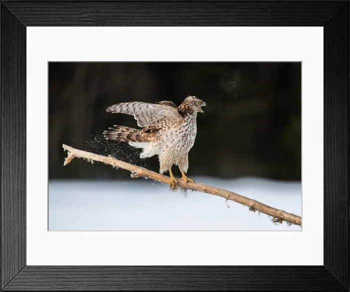 Framed Print : Goshawk (Accipiter gentilis), young male, calling, Finland, Europe