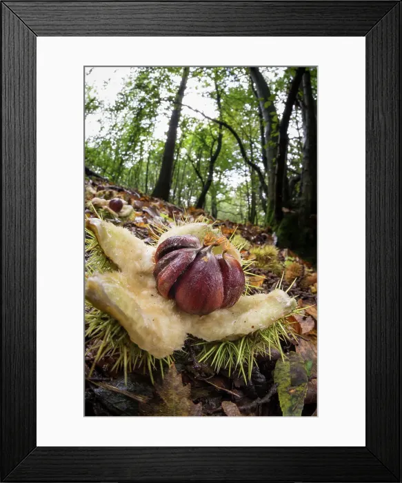 Framed Print : Sweet Chestnut (Castanea sativa) open fruits, amongst leaf litter on woodland floor, United Kingdom, Europe Framed Print : Sweet Chestnut (Castanea sativa) open fruits, amongst leaf litter on woodland floor, United Kingdom, Europe