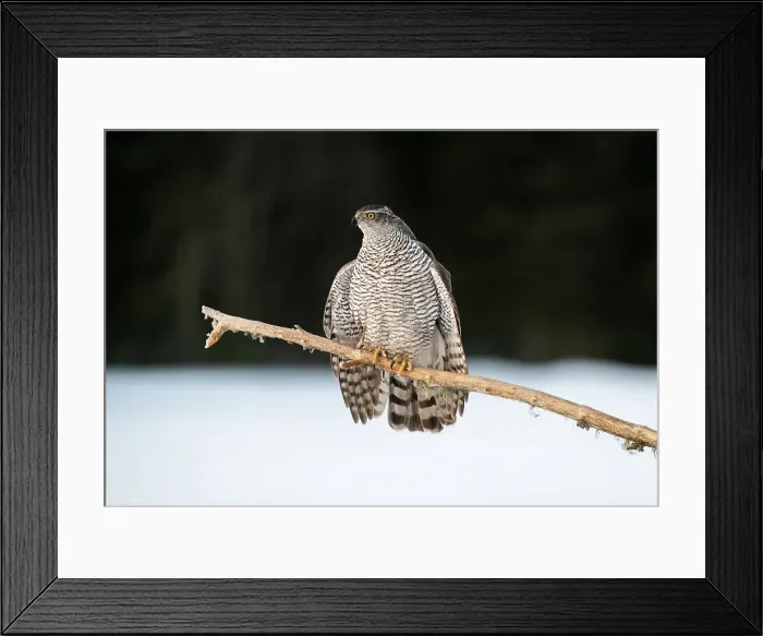 Framed Print : Goshawk (Accipiter gentilis), female, in a threatening posture, Finland, Europe Framed Print : Goshawk (Accipiter gentilis), female, in a threatening posture, Finland, Europe