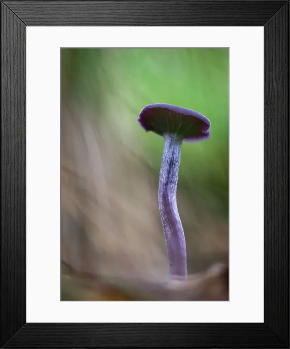Framed Print : Amethyst Deceiver (Laccaria amethystina) fruiting bodies, growing on woodland floor, United Kingdom, Europe Framed Print : Amethyst Deceiver (Laccaria amethystina) fruiting bodies, growing on woodland floor, United Kingdom, Europe